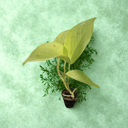 Golden Money Plant Sapling(1Pc) The Grow Kart