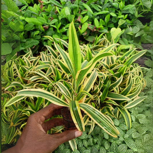 Spider Plant Sapling(1pc) The Grow Kart