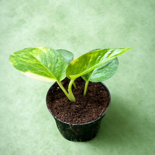 Money Plant The Grow Kart