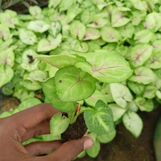 Syngonium Plant The Grow Kart