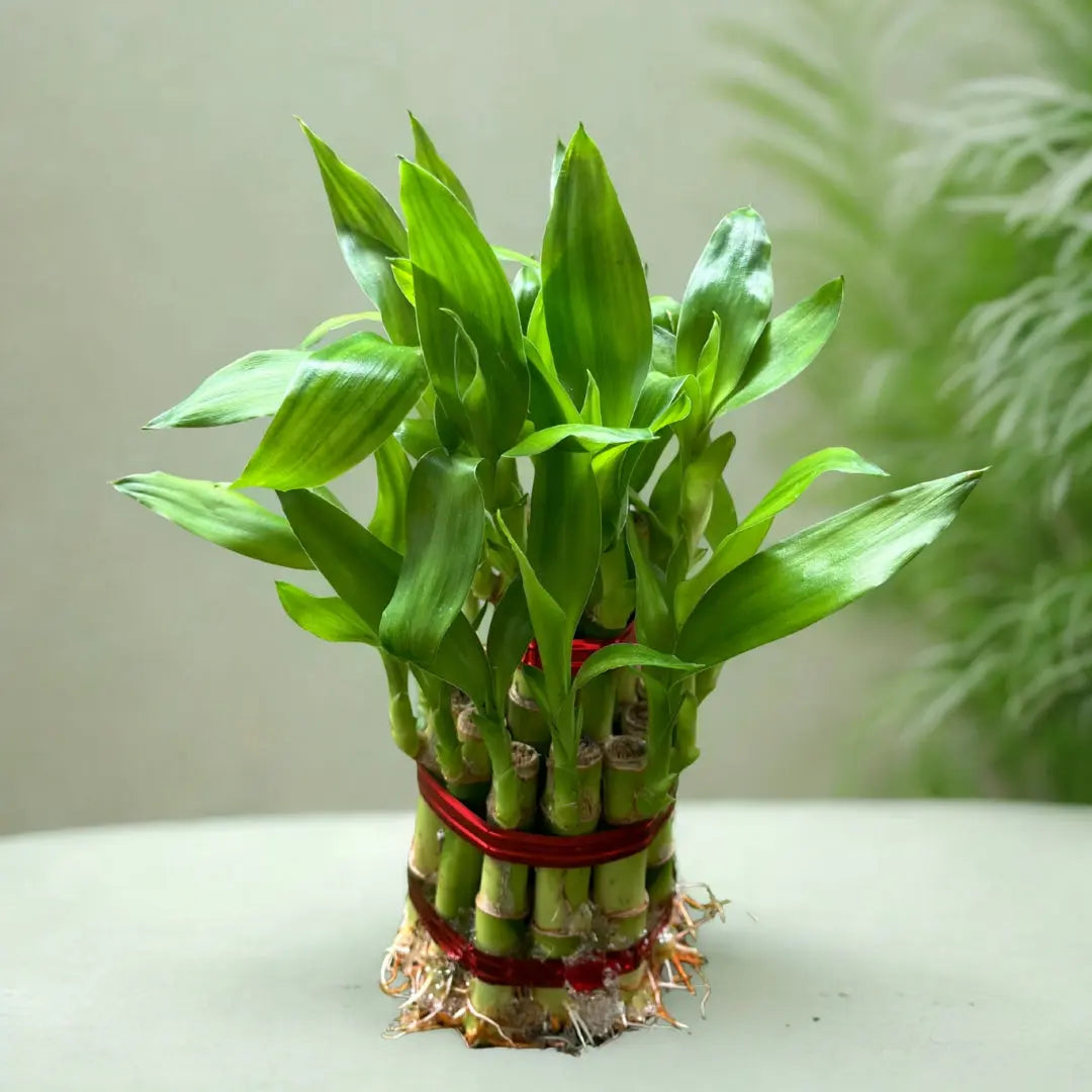 Two-Layer Bamboo Plant The Grow Kart