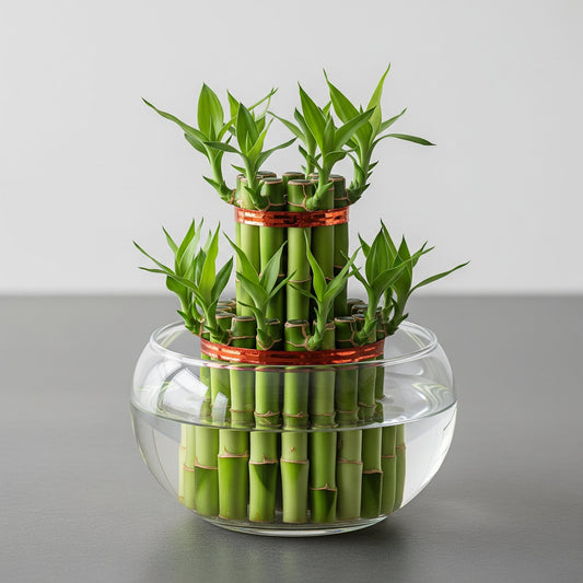 Two-Layer Bamboo Plant Sapling The Grow Kart