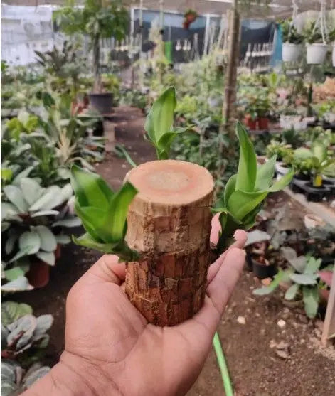 Brazilian Wood Plant The Grow Kart