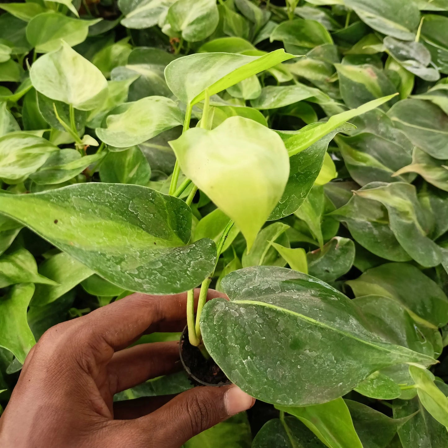 Money Plant The Grow Kart