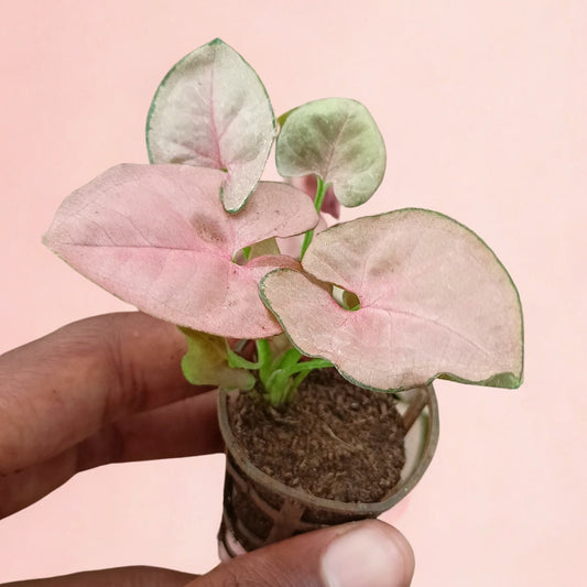 Pink Syngonium Plant Sapling The Grow Kart
