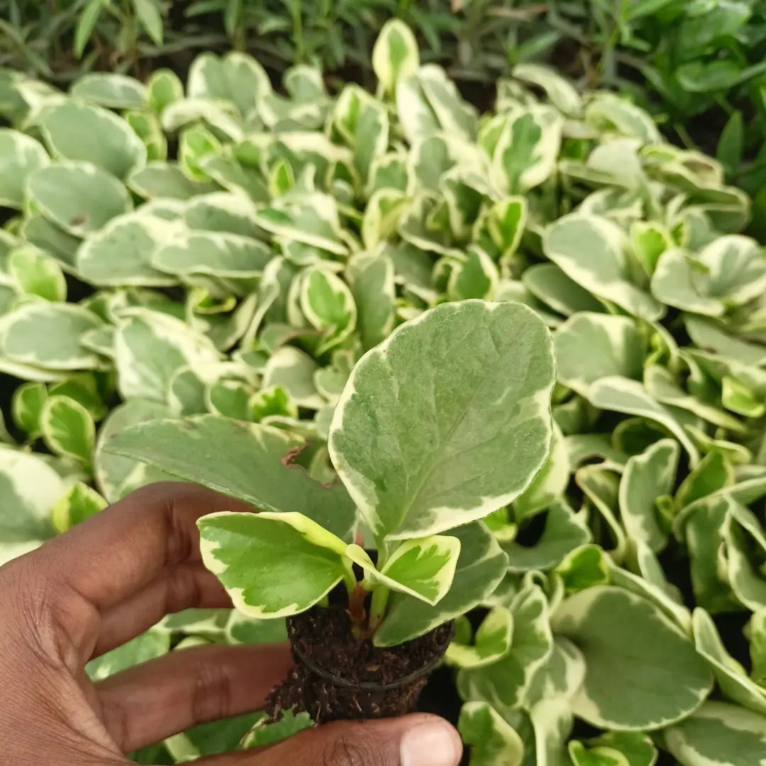 Variegated Peperomia Plant The Grow Kart