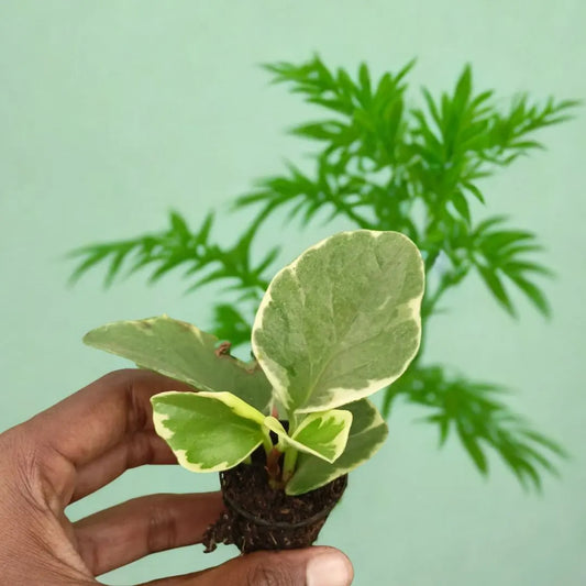Variegated Peperomia Plant The Grow Kart