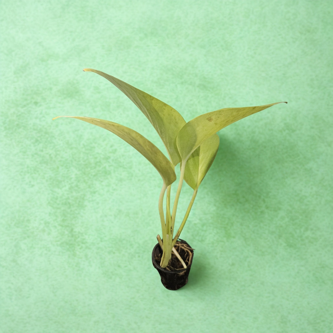 Golden Money Plant Sapling(1Pc) The Grow Kart