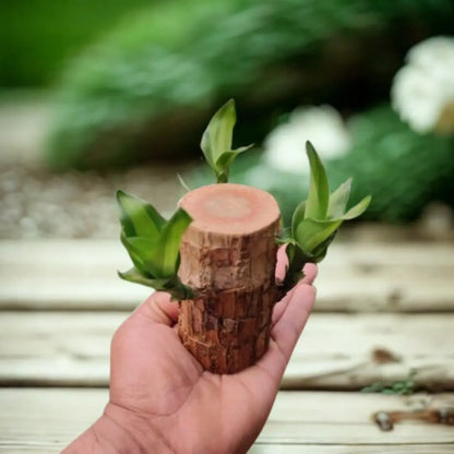 Brazilian Wood Plant The Grow Kart