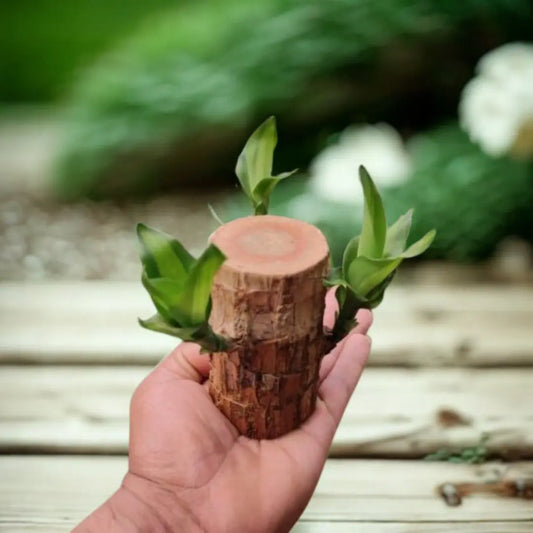 Brazilian Wood Plant The Grow Kart
