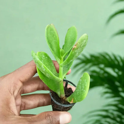 Jade Plant The Grow Kart