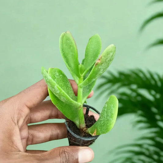 Jade Plant The Grow Kart