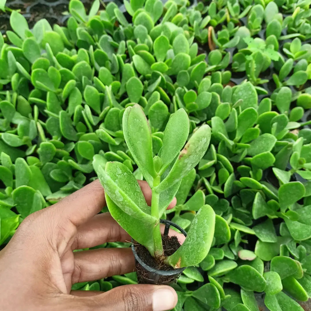 Jade Plant The Grow Kart
