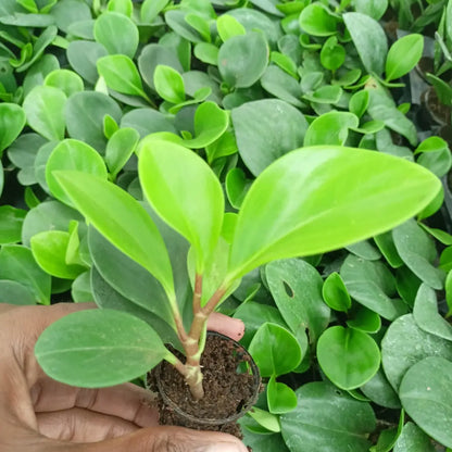 Peace Lily Plant The Grow Kart