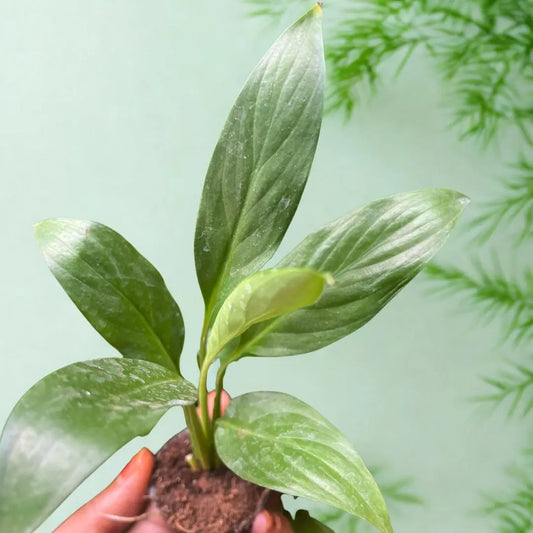 Peace Lily Plant The Grow Kart