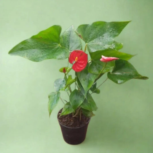 Red Anthurium The Grow Kart