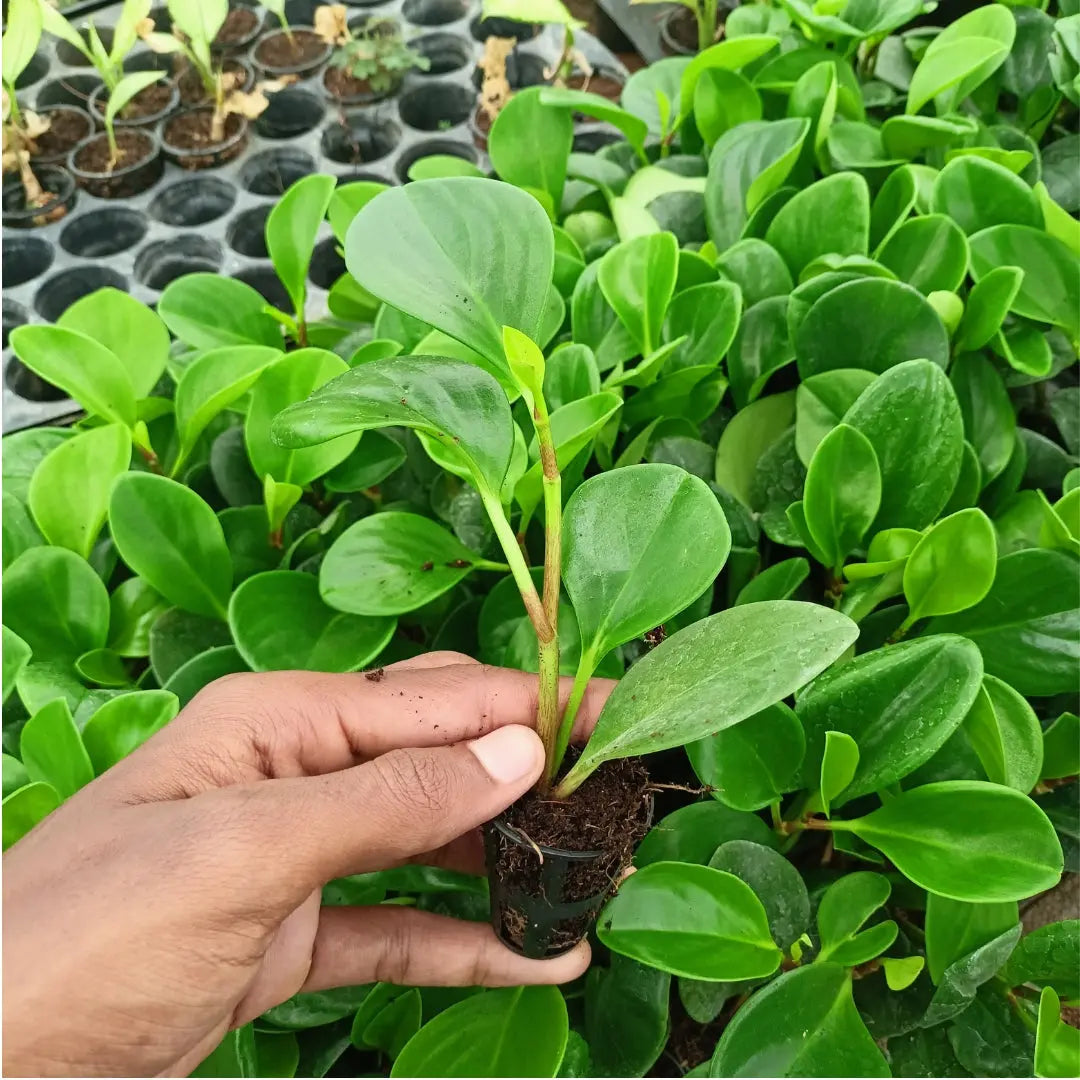Rubber Plant The Grow Kart