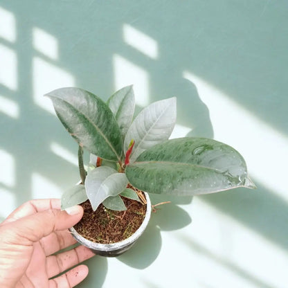 Rubber Plant The Grow Kart