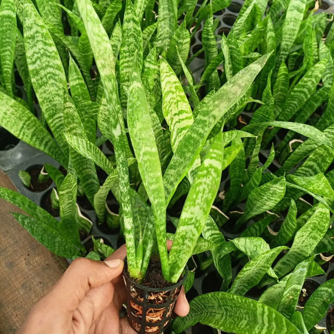 Snake Plant The Grow Kart
