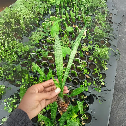 Snake Plant The Grow Kart