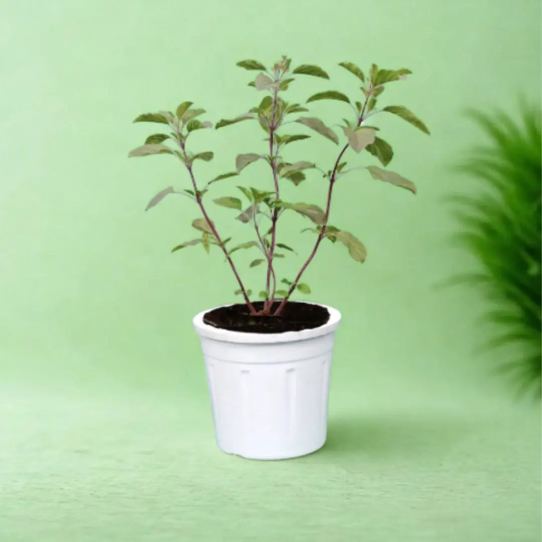Tulsi The Grow Kart