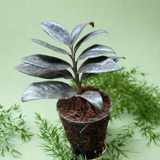 ZZ Plant The Grow Kart