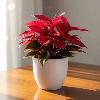 Philodendron Cherry Red plant Sapling (1pc) The Grow Kart