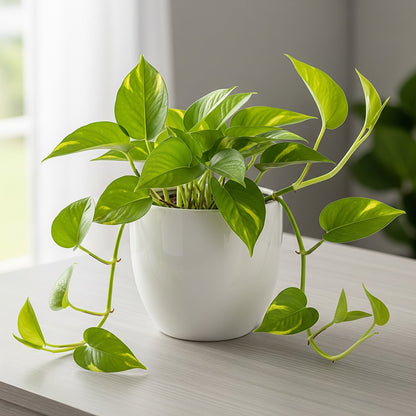Golden Money Plant Sapling(1Pc) The Grow Kart