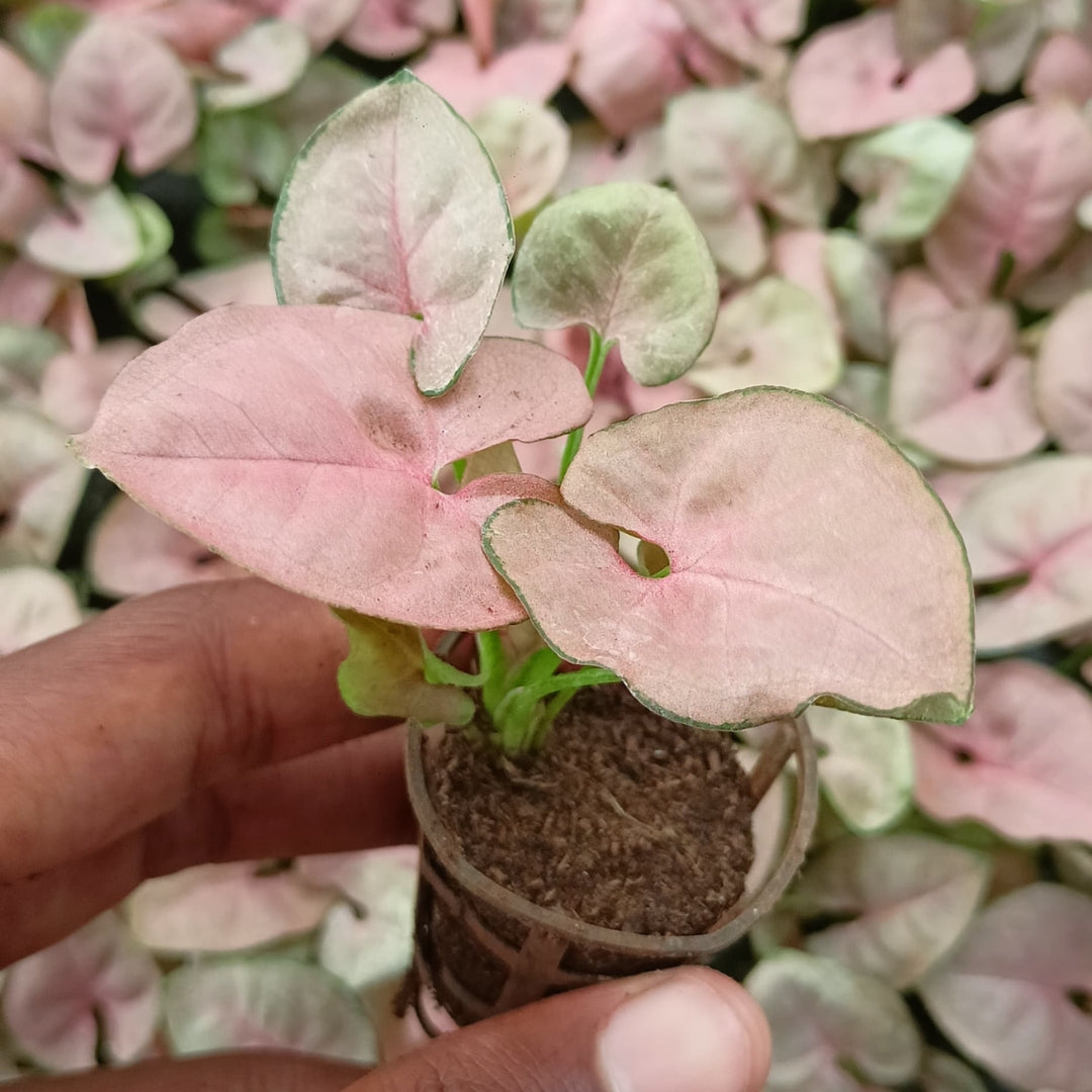 Pink Syngonium Plant Sapling The Grow Kart
