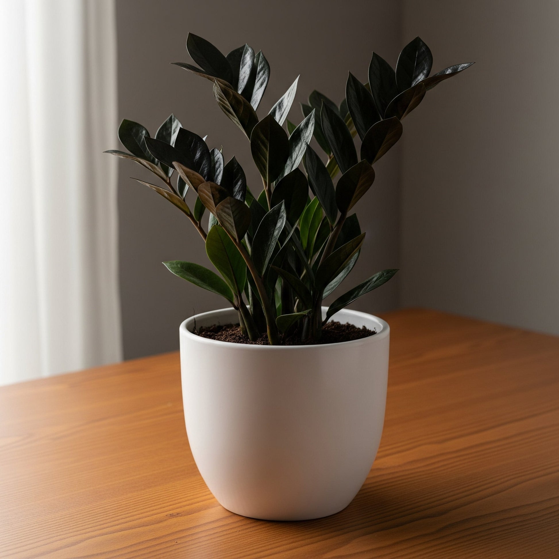 Rare Black ZZ Plant Sapling (1pc) The Grow Kart