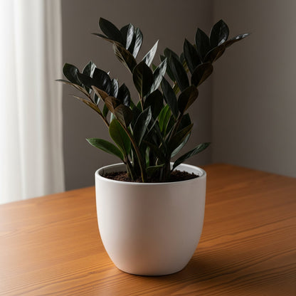 Rare Black ZZ Plant Sapling (1pc) The Grow Kart