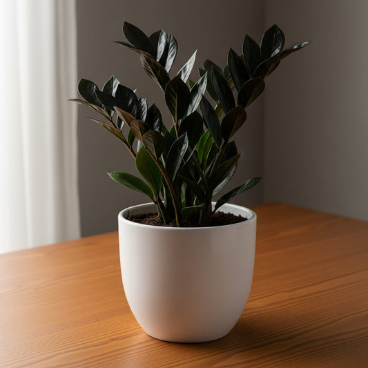 Rare Black ZZ Plant Sapling (1pc) The Grow Kart