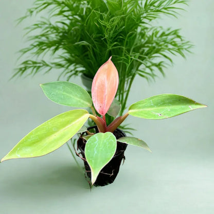 Philodendron Cherry Red The Grow Kart