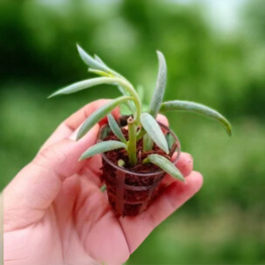 String of Banana Plant Sapling The Grow Kart