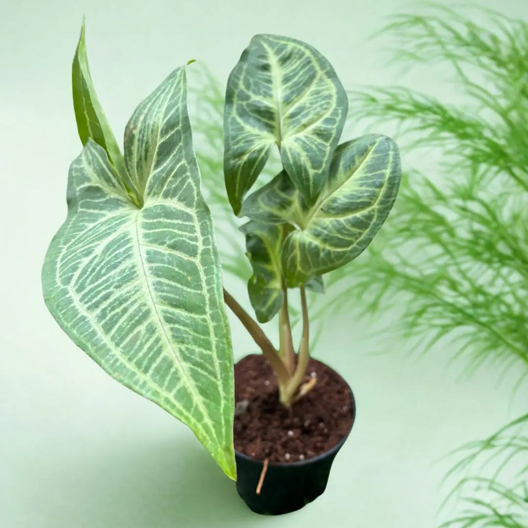 Syngonium Plant The Grow Kart