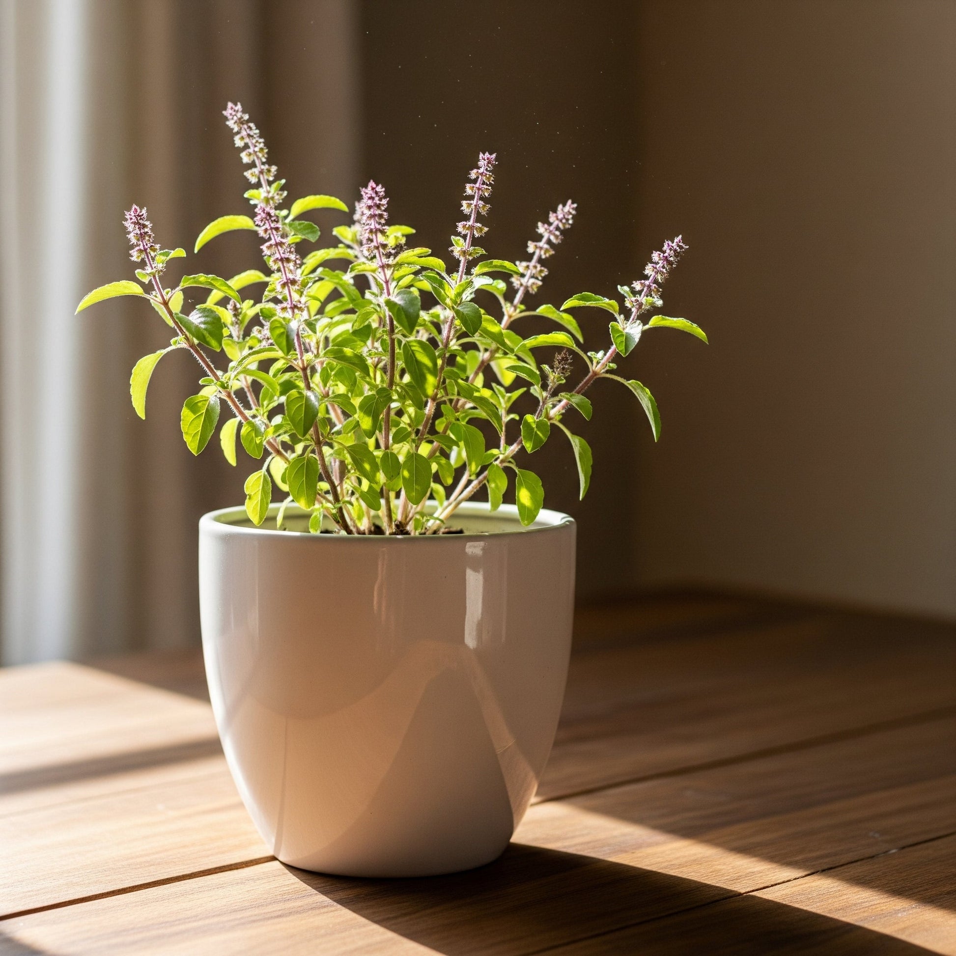Tulsi plant Sapling (1pc) The Grow Kart